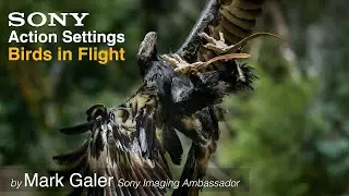 Sony Alpha 1 / A1 Camera Settings for Shooting Action and Birds in Flight
