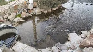 Beginning of wintering of koi in the pond. Начало зимовки карпов кои в пруду
