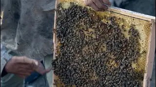 Hive Savers 3D prints frames to efficiently home thousands of bees.