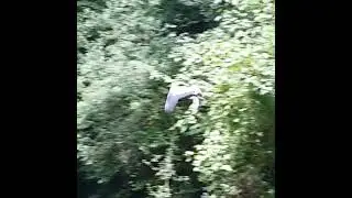 Heron in flight over grand union canal (Camera + Nature)