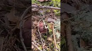 Грибалка. Грибы атакуют, ни шагу назад.