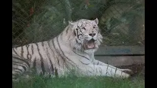 Llegaron dos Tigres de Bengala al Zoológico de Caricuao