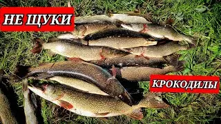 Вот так жор. КЛЁВ НА СЕВЕРЕ. Рыбалка на спиннинг.ЧАСТЬ#2 #туруханск #2023 #fishing