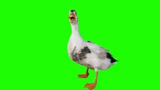 duck green screen video effects