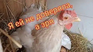 Осенние утята. Квочка на яйцах Доминантов.