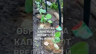 ОБРАБОТКА КАПУСТЫ ОТ ВРЕДИТЕЛЕЙ ПРОЩЕ ПРОСТОГО