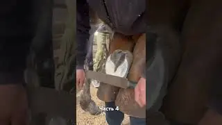 Ковка копыт лошади