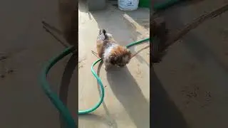 Playfull puppy #shihtzu #shihtzupuppies #shihtzudog #shihtzupuppy #doglover #shihtzumania #puppy