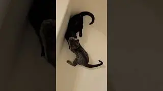 Panther and Tigger - Bathtub Battle!