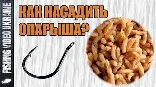 How to hook a maggot | 1080p