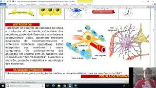 Tecido nervoso Parte 3