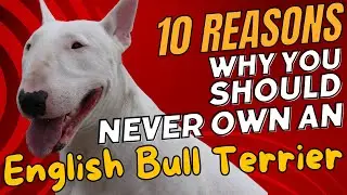 10 Reasons Why You Should NEVER Own an English Bull Terrier 🐾❌