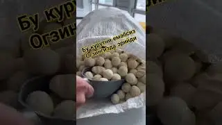 Курут 