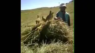 Кабкчуча
