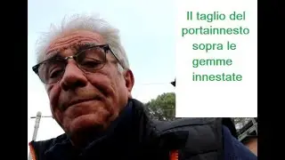 Il taglio del portainnesto sopra le gemme innestate.