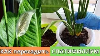 Спатифиллум цветёт без остановки после такой пересадки🪴