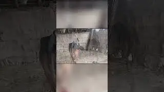 Леопард Залез в Хлев к Домашней Корове