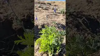 Fernleaf Lavender! Also known as Lavandula pinnata OR Egyptian Lavender. 11/03/2023 #losangeles