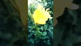 РАСПУСКАНИЕ ЦВЕТКА В РЕАЛЬНОМ ВРЕМЕНИ. АРТУРА ПАСЕКА.