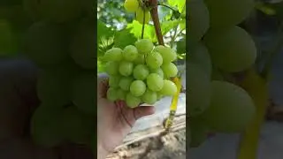 Кишмиш Солодкий світ, Свит глоуб  https://koveles.prom.ua