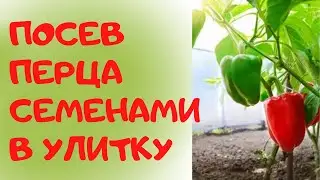 Сажаю перец в улитку Не изменяю этому простому способу уже много лет