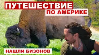 Путешествие по США на машине. Север Америки. Бизоны. Кругосветное путешествие.
