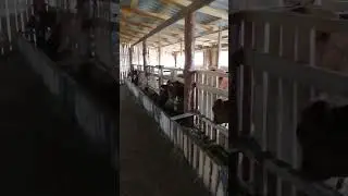 миниферма 