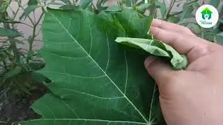 PETANI MILENIAL#trending #2023 #shortsvideo
