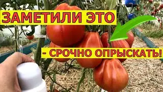 ЧТО ПОМОЖЕТ ОТ БЕЛОКРЫЛКИ И СОВКИ В ТЕПЛИЦЕ