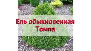 Ель обыкновенная Томпа (tompa) 🌿 Обзор: посадка и уход. саженцы ели Томпа: описание и особенности