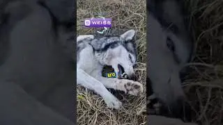 Хаски Бросили Со СЛОМАНОЙ СПИНОЙ🐶☠️