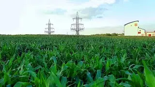 Футаж Поле Кукурузы. Видео для Монтажа Кукурузное Поле, Шелест Листьев Звук. Футажи для Видеомонтажа