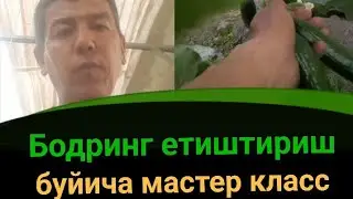 Иссикхонада бодринг етиштириш буйича тажрибали агрономдан мастер класс
