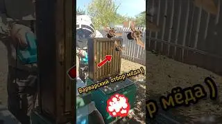 Быстрый отбор мёда у пчел!!!