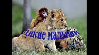 Мир животных, дикие малыши