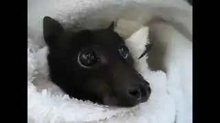 da bat
