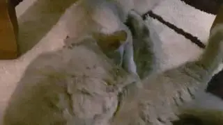 Crazy kittens trying to feed
