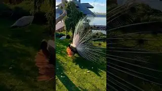 В ожидании сделать красивое фото ….))))))))) 