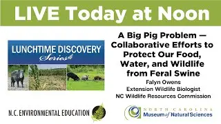 Lunchtime Discovery: A Big Pig Problem