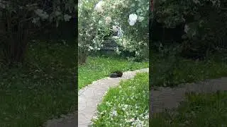 Еженок с мамой на прогулке