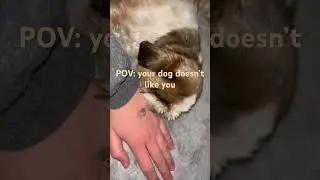 POV: your dog doesn’t like you #viral #shorts #popular #funny