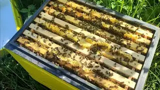 Отводок на две рамки открытого 28 дней спустя (Карника)