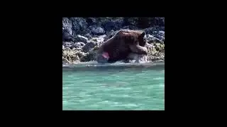 Эпичная схватка Медведей(Гризли)… Изза территории…