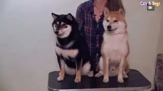 Cats&DogsTV -УДИВИТЕЛЬНЫЙ МИР СОБАК - СИБА-ИНУ ИЗ ЯПОНИИ / SHIBA-INU FROM JAPAN