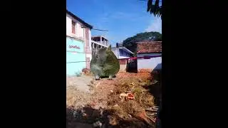 Green Screen Rat Walking No copyrights  / Mouse Running Green Screen