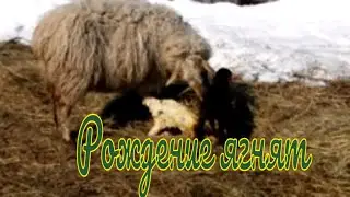 Окот. Рождение.Ягнята двойня/Жизнь в деревне/Орловка/