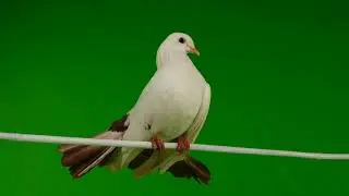 White Pigeon On Green Screen Chroma key Effects Sock Video♏