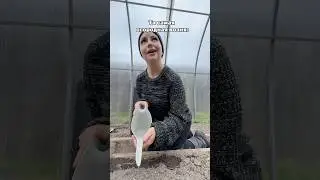 Соседская псина горло рвет