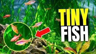 21 Small Freshwater Fish You NEED to Keep