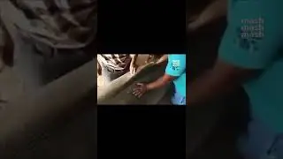 🤯 Акулу, которая убила российского туриста в Египте, мумифицируют  